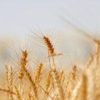 wheat-3120580_640